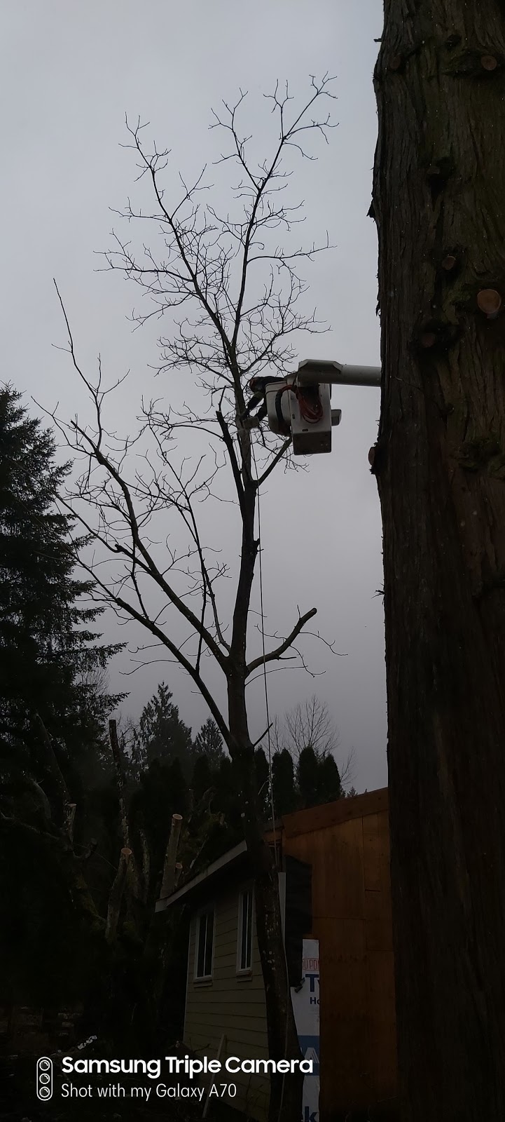 Tree Services | Parkhill Blvd, Hope, BC V0X 1L5, Canada | Phone: (604) 206-1755