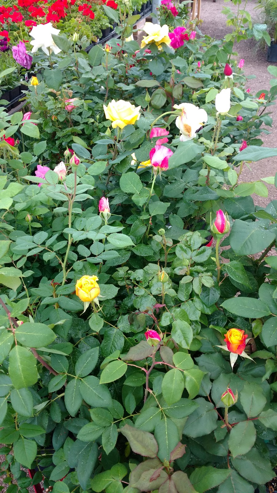Johns Greenhouses Ltd. | 559 South Dr, Summerside, PE C1N 3Z6, Canada | Phone: (902) 436-3568