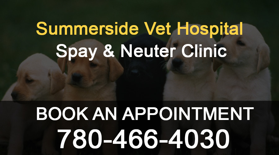 Summerside Vet Hospital Edmonton | 6941 Ellerslie Rd SW, Edmonton, AB T6X 2A1, Canada | Phone: (780) 466-4030
