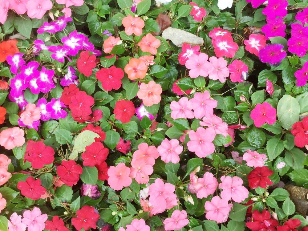 La Belle’s Garden Centre | 6th Concession Rd, Pickering, ON L1X 0J6, Canada | Phone: (905) 391-0912