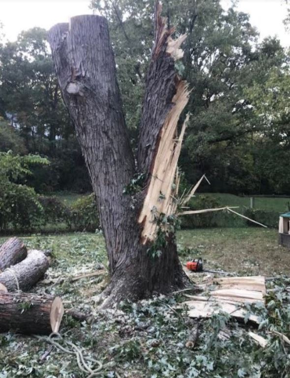 Tree Removal Barrie | 226 Bayview Dr, Barrie, ON L4N 4Y8, Canada | Phone: (705) 243-4540