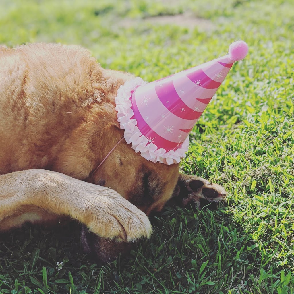 Doggy Discovery Zone | 15364 Muirkirk Line, Muirkirk, ON N0L 1X0, Canada | Phone: (519) 777-9004
