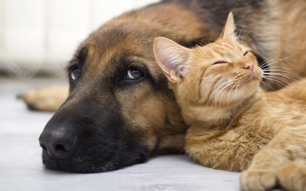 Vets To Go Private Surgery & Wellness Centre | 635 36 Ave NE, Calgary, AB T2E 2L8, Canada | Phone: (888) 995-8387
