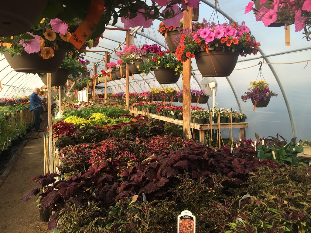 Obsession Greenhouses | 245 Buffalo Park Road, Saint Louis, SK S0J 2C0, Canada | Phone: (306) 422-8211