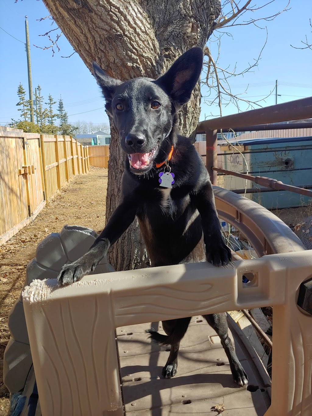 Pawsitive Play Lounge | 130 9 Ave, Carstairs, AB T0M 0N0, Canada | Phone: (403) 337-8671