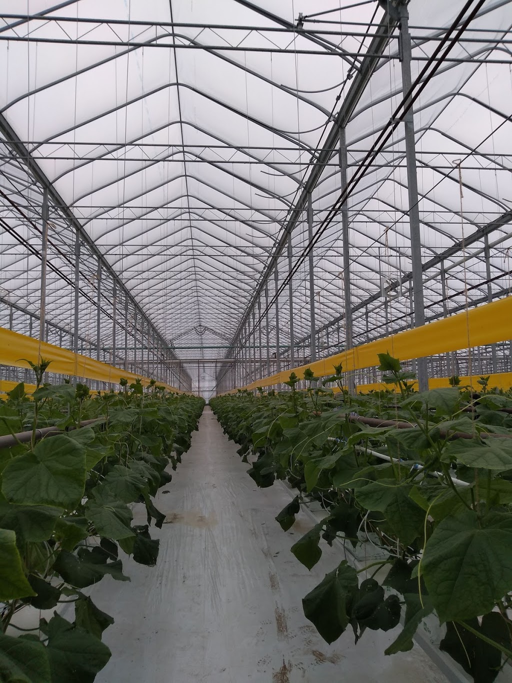 Ashley Gardens | 535 Mersea Rd 6 #7, Leamington, ON N8H 3V8, Canada | Phone: (519) 326-1968