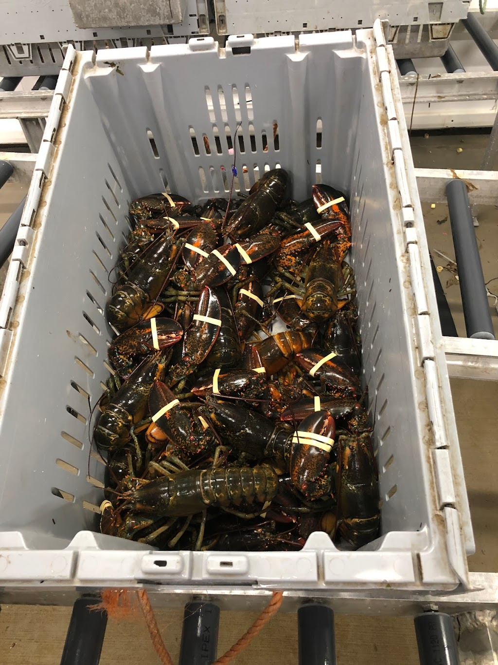 JK Crawlers Inc. | 1027 NS-335, Middle West Pubnico, NS B0W 2M0, Canada | Phone: (902) 762-2049