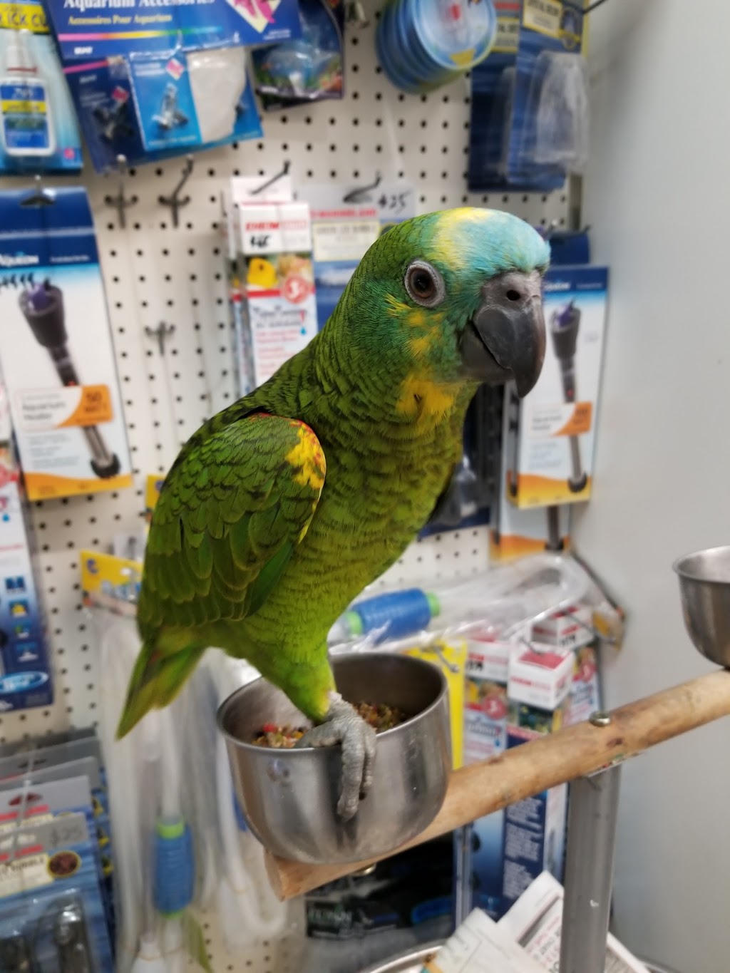 Central Pet Oshawa | 1100 Simcoe St N, Oshawa, ON L1G 4W6, Canada | Phone: (905) 240-7387