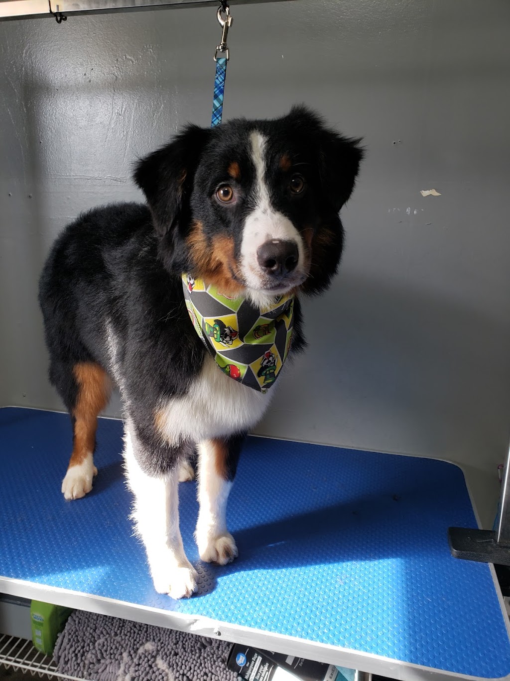 Bouctouche Dog and Cat Grooming | 249 Irving Blvd, Bouctouche, NB E4S 3K5, Canada | Phone: (506) 878-1418