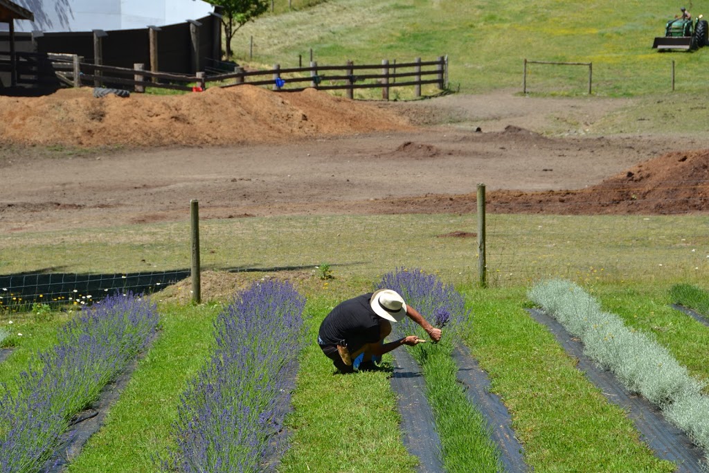 Lavender and Black Aromatic Fields | 256 Pringle Farm Rd, Salt Spring Island, BC V8K 2Y2, Canada | Phone: (778) 875-1877