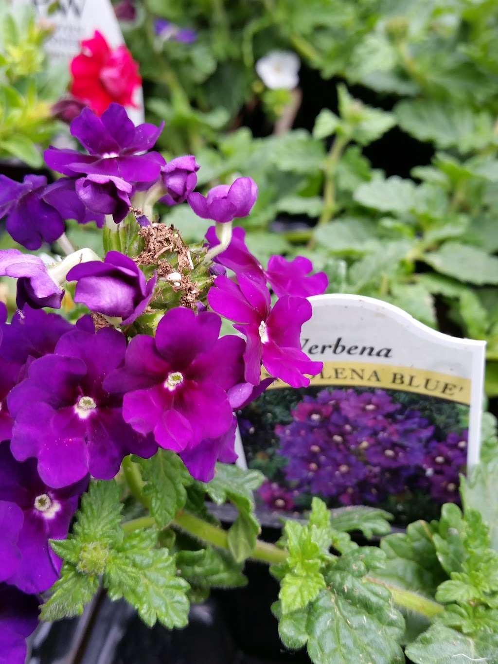 Kackenhoff Nurseries Ltd | 1317 hwy 75, Howden, MB R5A 1J9, Canada | Phone: (204) 269-1377