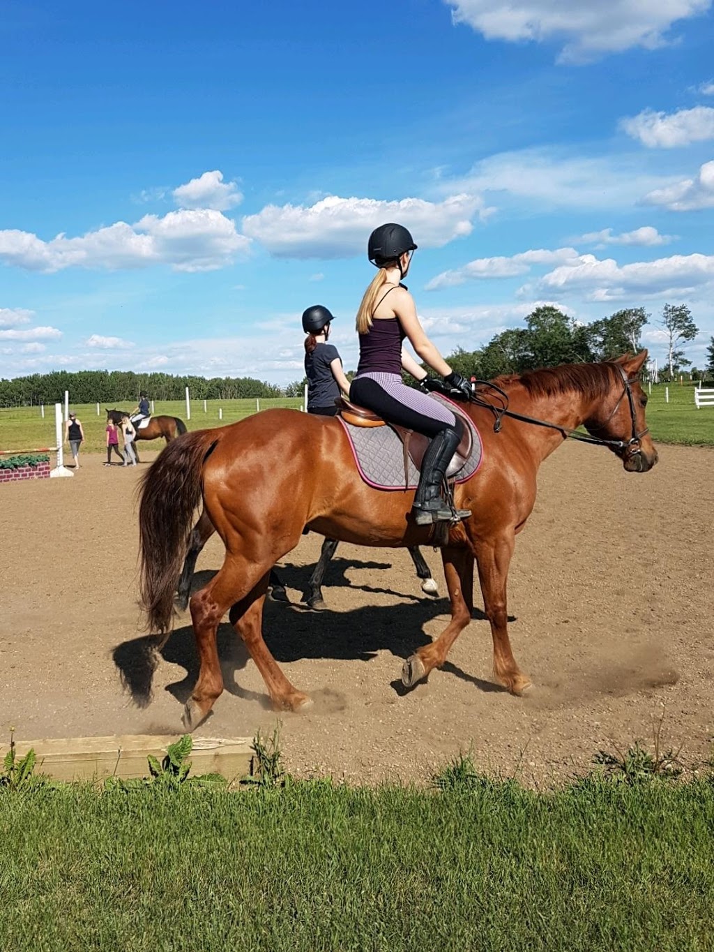 Extreme Stables | 23529 AB-605, Tees, AB T0C 2N0, Canada | Phone: (403) 783-3004