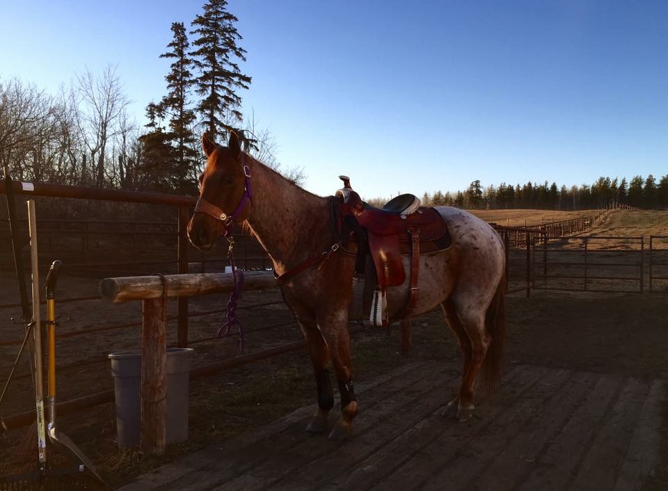 Coronado Stables | 57129 Range Rd 230, Gibbons, AB T0A 1N0, Canada | Phone: (780) 940-2610