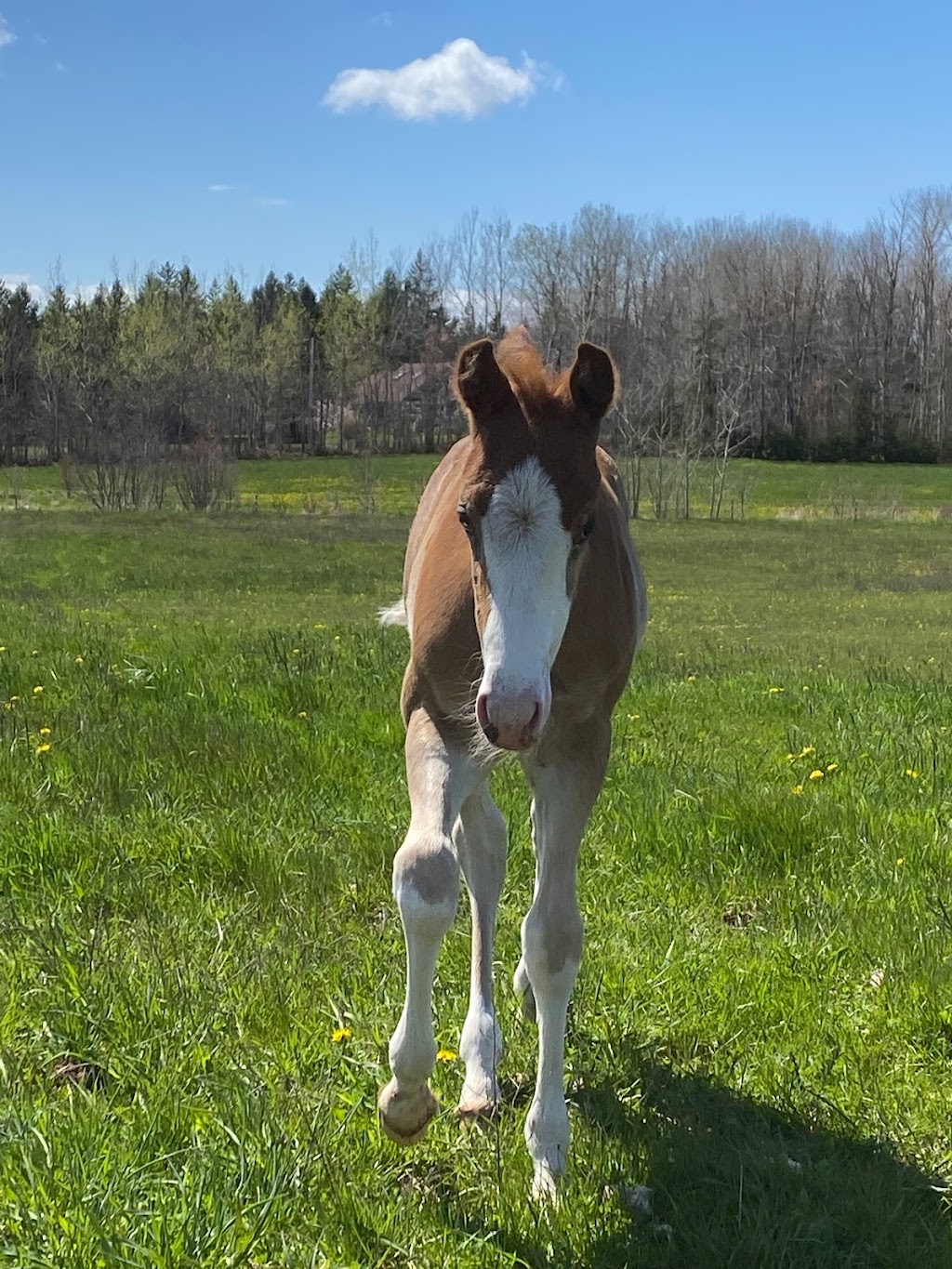 TS Performance Horses | 319 Division Rd, Pictou, NS B0K 1H0, Canada | Phone: (902) 301-4252