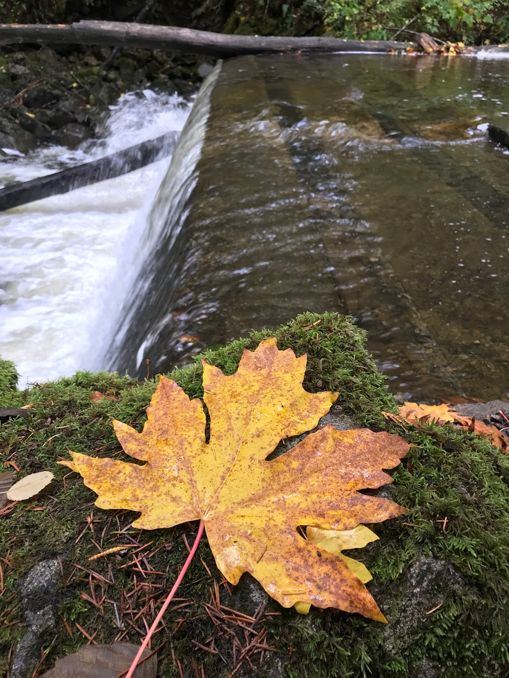Holland Creek Trail Head | 374 Dogwood Dr, Ladysmith, BC V9G 1T5, Canada
