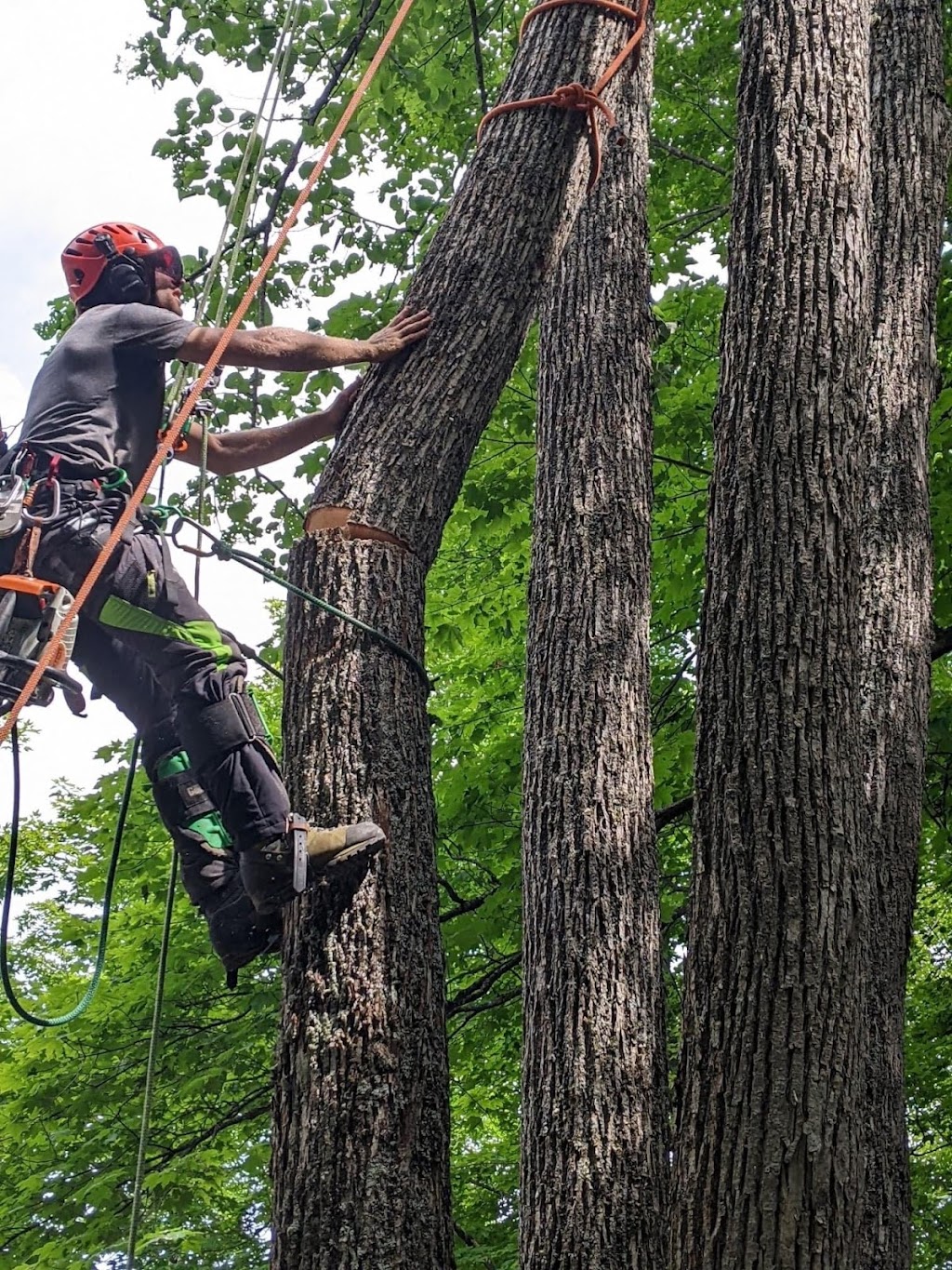 Balancer Tree Care | 1299 Canning Rd, Severn Bridge, ON P0E 1N0, Canada | Phone: (705) 619-4665
