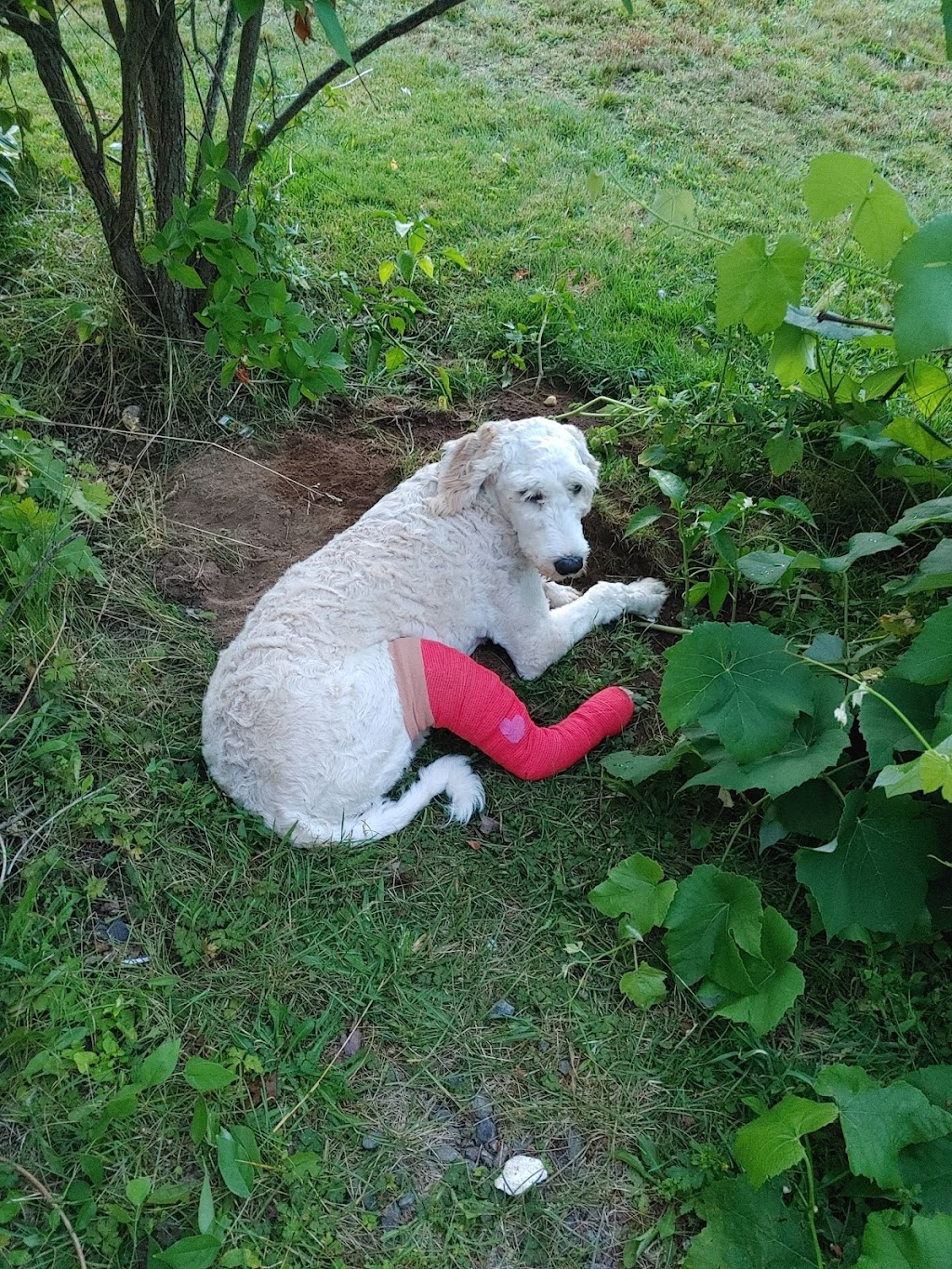 Figue & Pepper Veterinary Clinic / Clinique Vétérinaire | 4578 Rue Principale, Saint-Antoine, NB E4V 1R4, Canada | Phone: (506) 525-2000