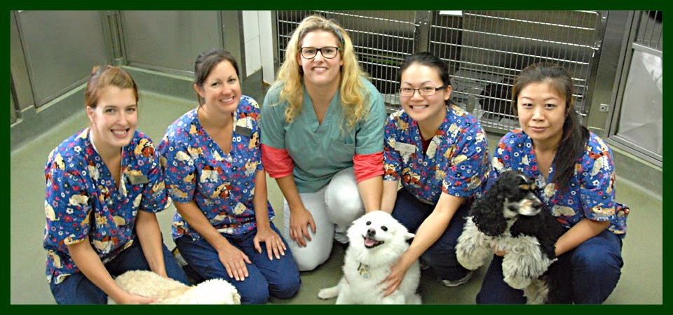 Anderson Animal Hospital | 8465 Granville St, Vancouver, BC V6P 4Z9, Canada | Phone: (604) 263-6767