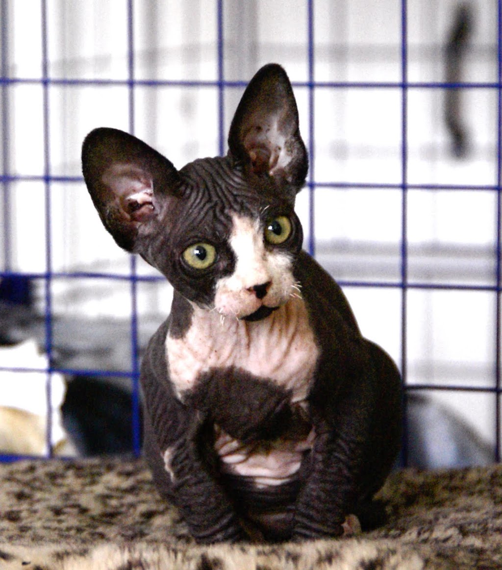 Staples Animal Hospital | 377 Commissioners Rd W, London, ON N6J 1Y4, Canada | Phone: (519) 472-9301