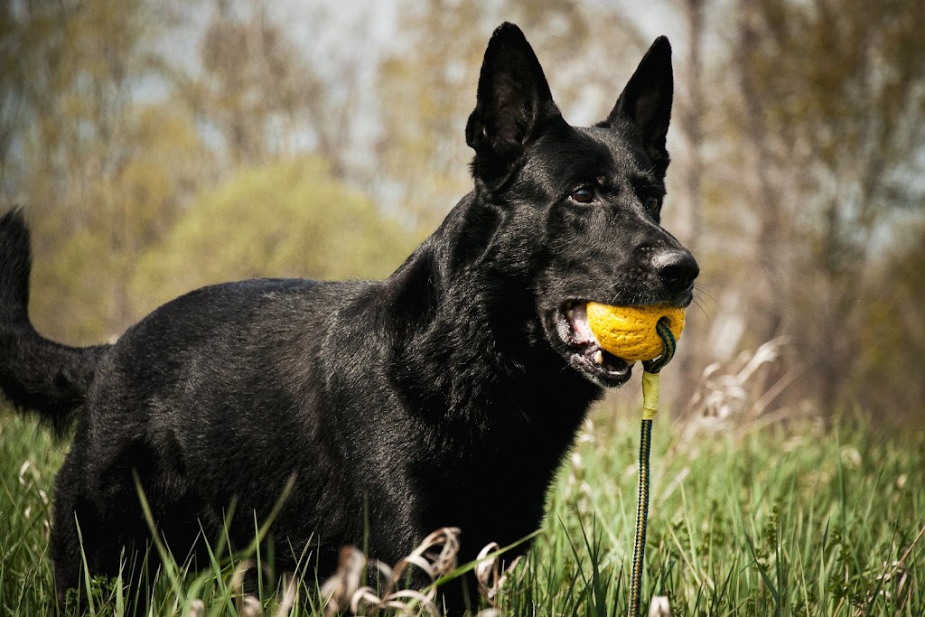 Duo Dog Training | 98 William St #208, Mississauga, ON L5M 1J5, Canada | Phone: (647) 219-5634