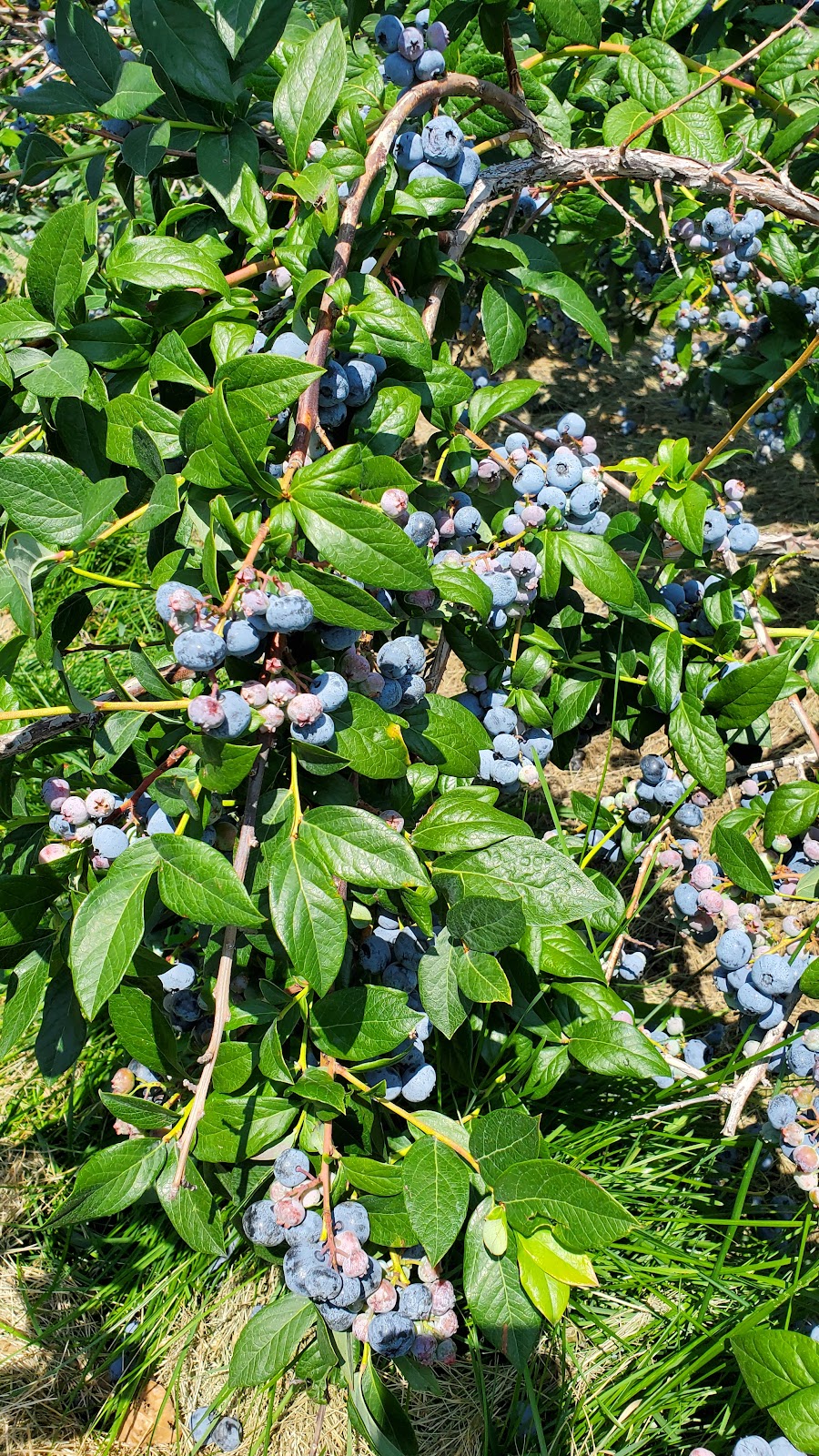 The Blueberry Patch | 2984 County Rd 8, Prince Edward, ON K0K 2T0, Canada | Phone: (613) 476-1309