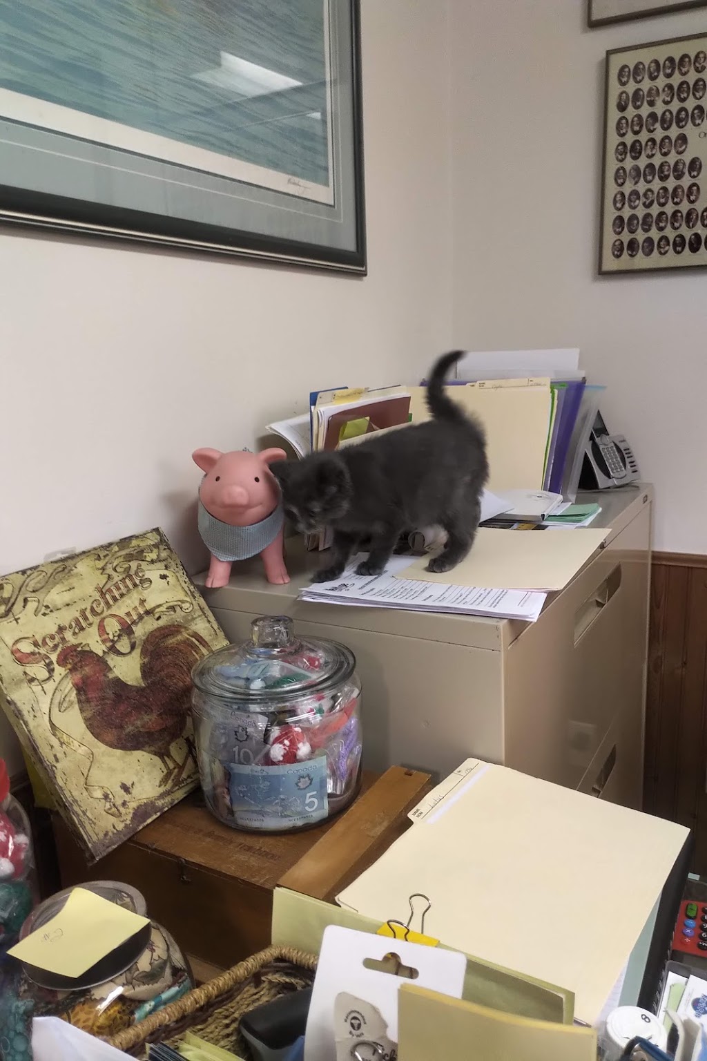 New Hope Animal Rescue | 4990 Jones Baseline, Guelph, ON N1H 6H8, Canada | Phone: (519) 836-9780