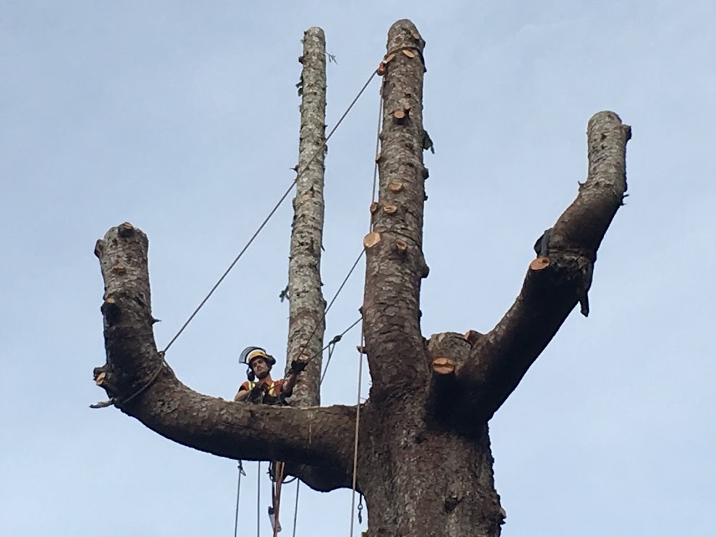 Royal Oak Tree Service | Qualicum Beach, BC V9K, Canada | Phone: (250) 918-4290