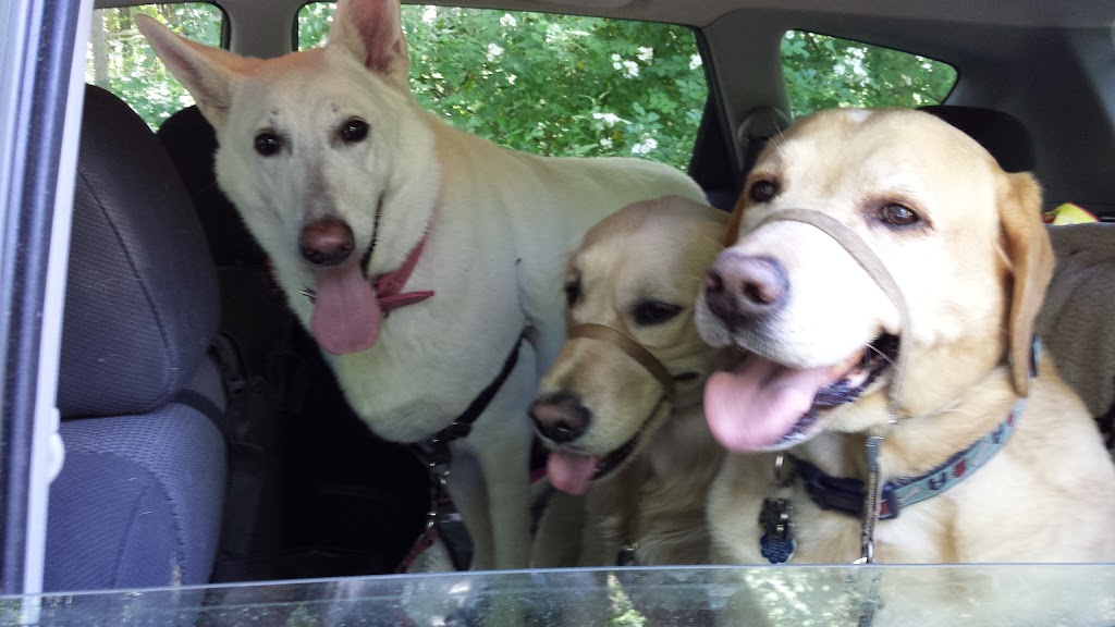 Purrs & Wags Professional Pet Care | 1964 Main St W, Hamilton, ON L8S 1J5, Canada | Phone: (905) 577-3911