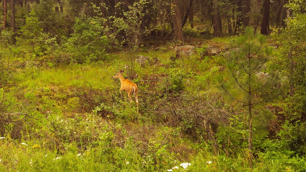 Myra-Bellevue Provincial Park Day Use Area | Stewart Rd E, Kelowna, BC V0H 1N0, Canada | Phone: (800) 689-9025
