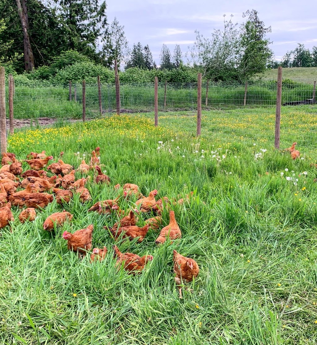 Booth’s Chicken Booth - Free Range Eggs | 17 McCallum Rd, Abbotsford, BC V2S 8A1, Canada | Phone: (778) 991-4955