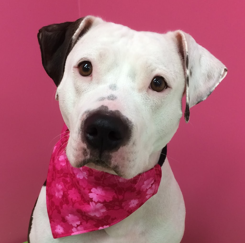 Doggy Shop Grooming | 33550 South Fraser Way #4, Abbotsford, BC V2S 5G7, Canada | Phone: (604) 855-1164