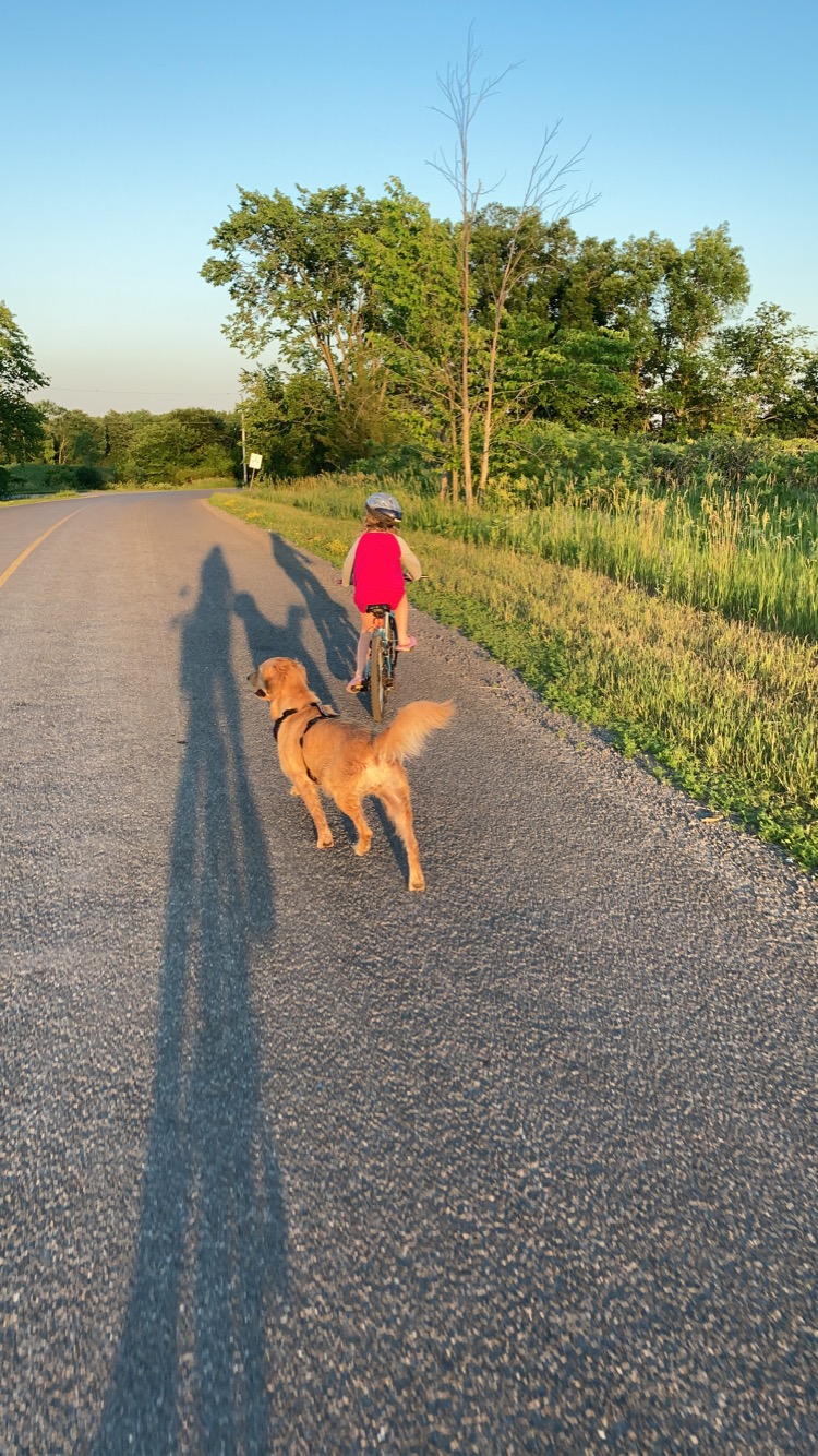 Daisy’s Golden Doodles | 1064 Bronk Rd, Belleville, ON K0K 2V0, Canada | Phone: (613) 242-5754