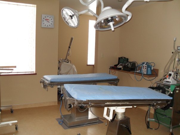Elmwood Small Animal Hospital | 1606 Kenmore Ave, Buffalo, NY 14216, USA | Phone: (716) 876-6023
