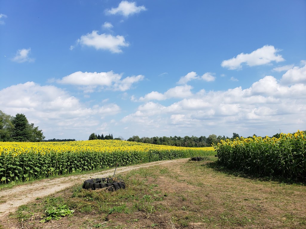 Campbells Cross Farm (Sunflowers Open August 2021) | point of interest | 3634 King St, Inglewood, ON L7C 0R5, Canada | 4162947642 OR +1 416-294-7642