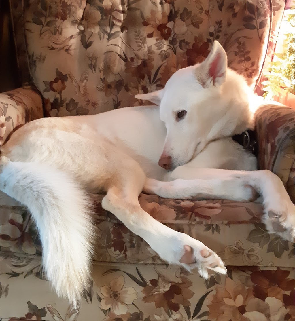 FurBaby Essentials | 131 ON-60, Huntsville, ON P1H 1C2, Canada | Phone: (705) 706-4210