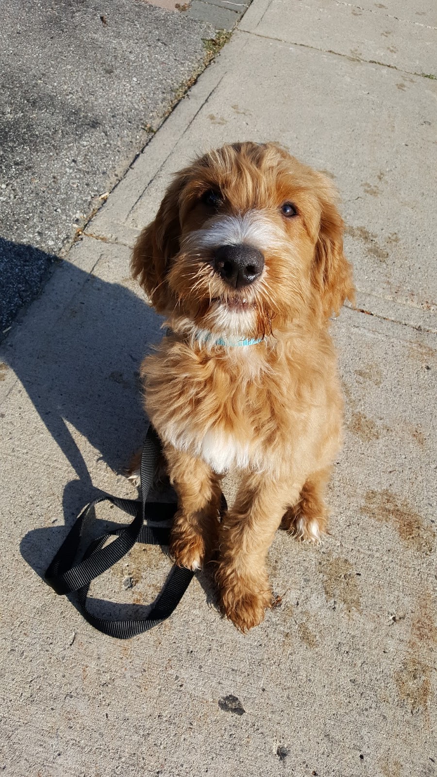 Morningstar Pet Hospital | 670 Taunton Rd E, Whitby, ON L1R 0K6, Canada | Phone: (905) 655-7722