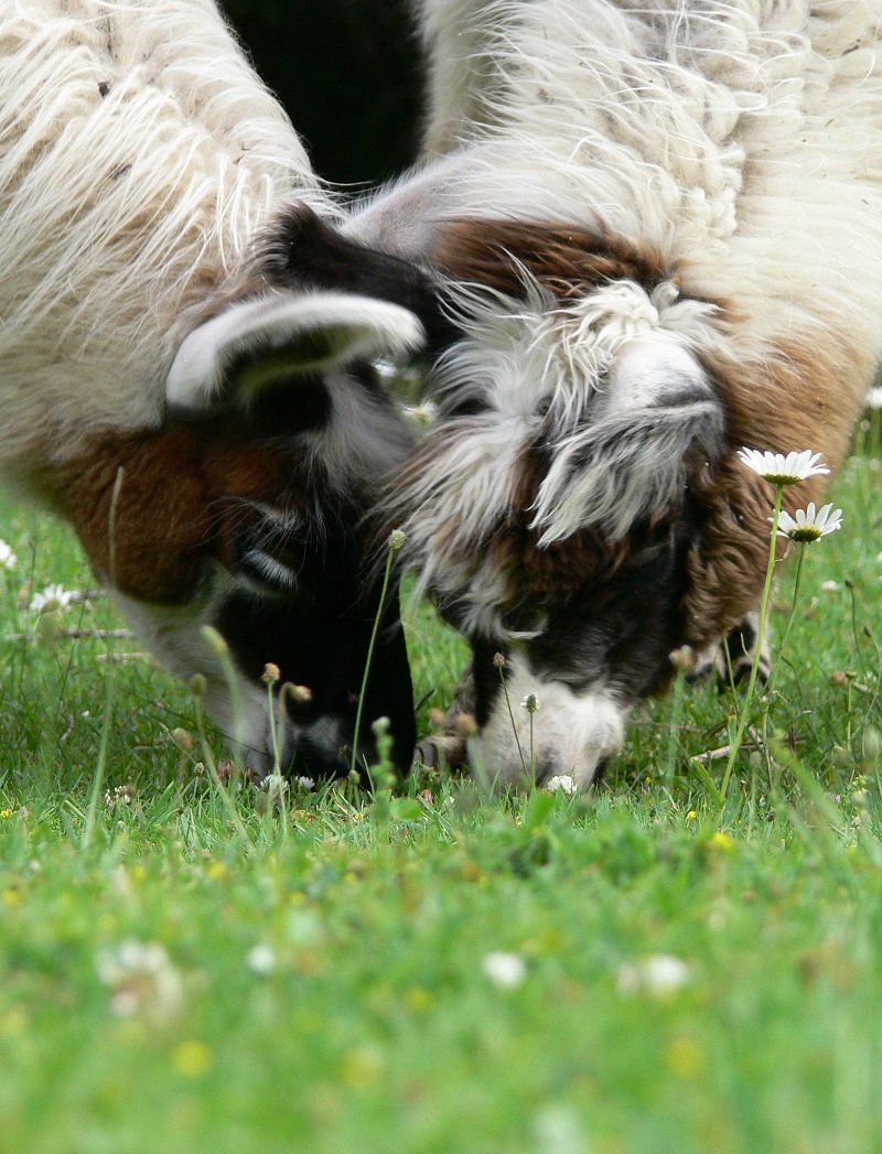 The Llama Sanctuary | 2415 Chase Falkland Rd, Chase, BC V0E 1M1, Canada | Phone: (250) 679-8121