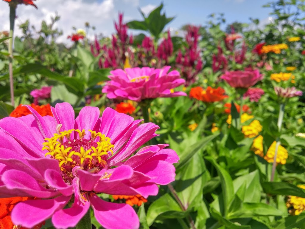 River Bell Organic Market Garden | 559 Sydenham St, Chatham-Kent, ON N0P 1M0, Canada | Phone: (519) 683-2052