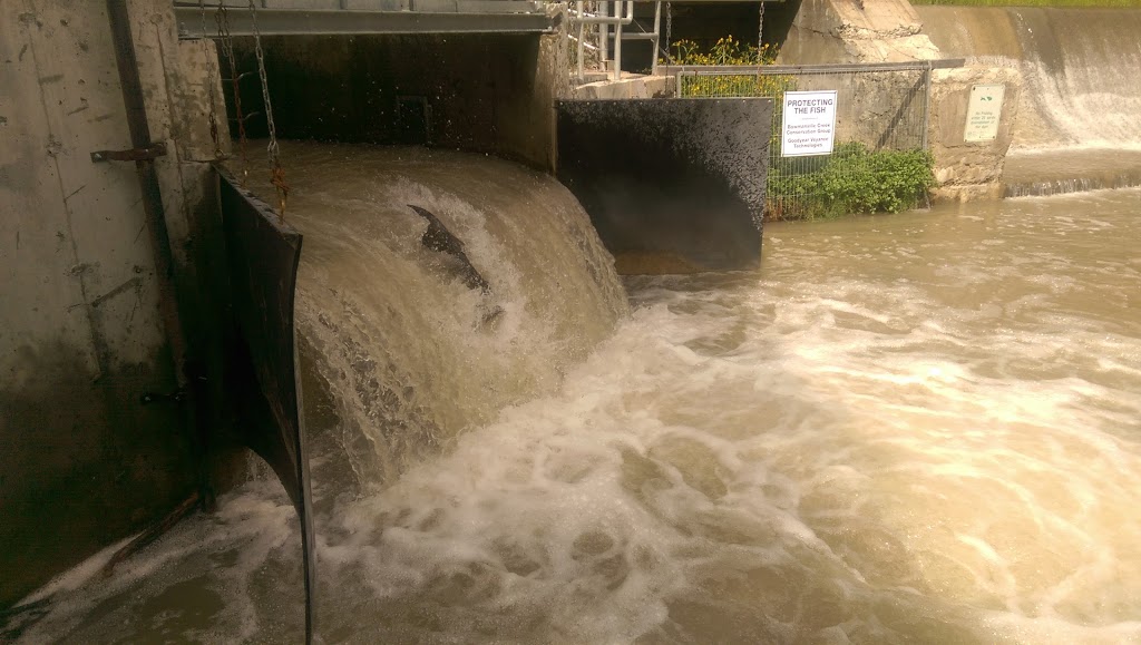 Bowmanville dam | 45 Raynes Ave, Bowmanville, ON L1C 1J3, Canada