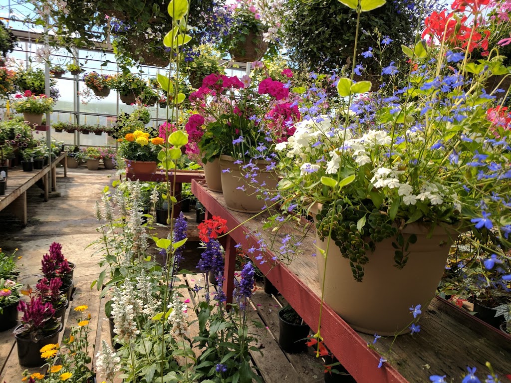 South Cooking Lake Greenhouses | 22324 Hwy 14, Sherwood Park, AB T8C 1H4, Canada | Phone: (780) 922-6765