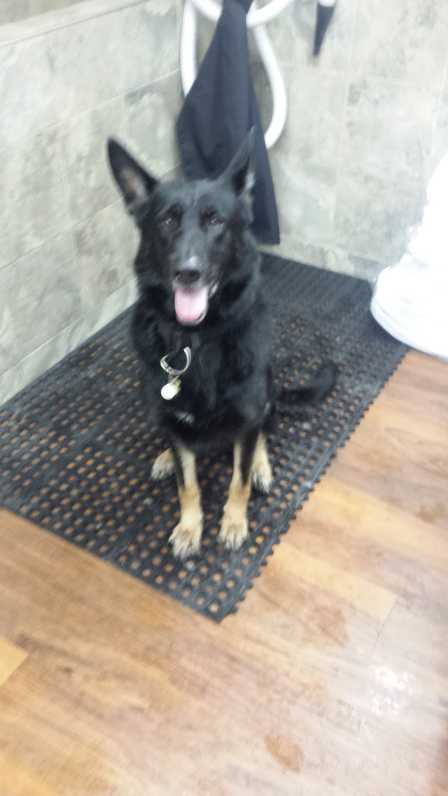Pet Valu | 4 Forest Hills Pkwy, Dartmouth, NS B2W 5G7, Canada | Phone: (902) 466-1781