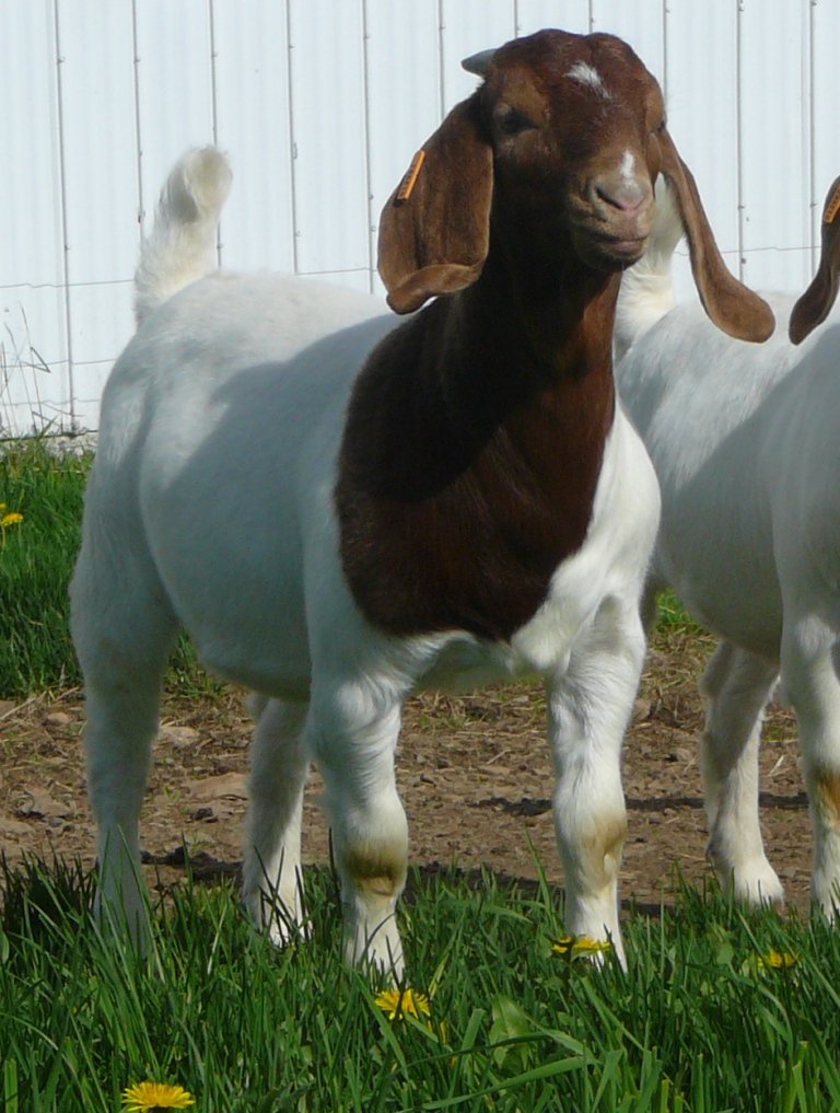 Ferme Du Sillon & Boutique Le Sillon des Saveurs | 151 Rang St Stanislas E, Saint-Alexandre-de-Kamouraska, QC G0L 2G0, Canada | Phone: (418) 495-5331