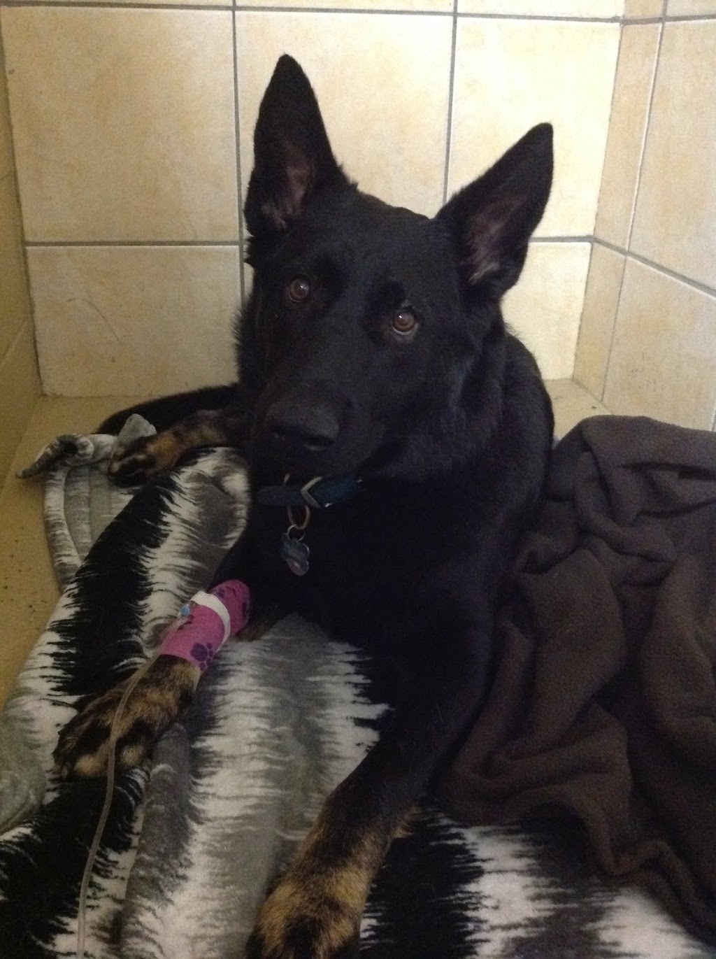 Greenbank Animal Hospital | 3160 Greenbank Rd, Nepean, ON K2J 4H6, Canada | Phone: (613) 825-2902