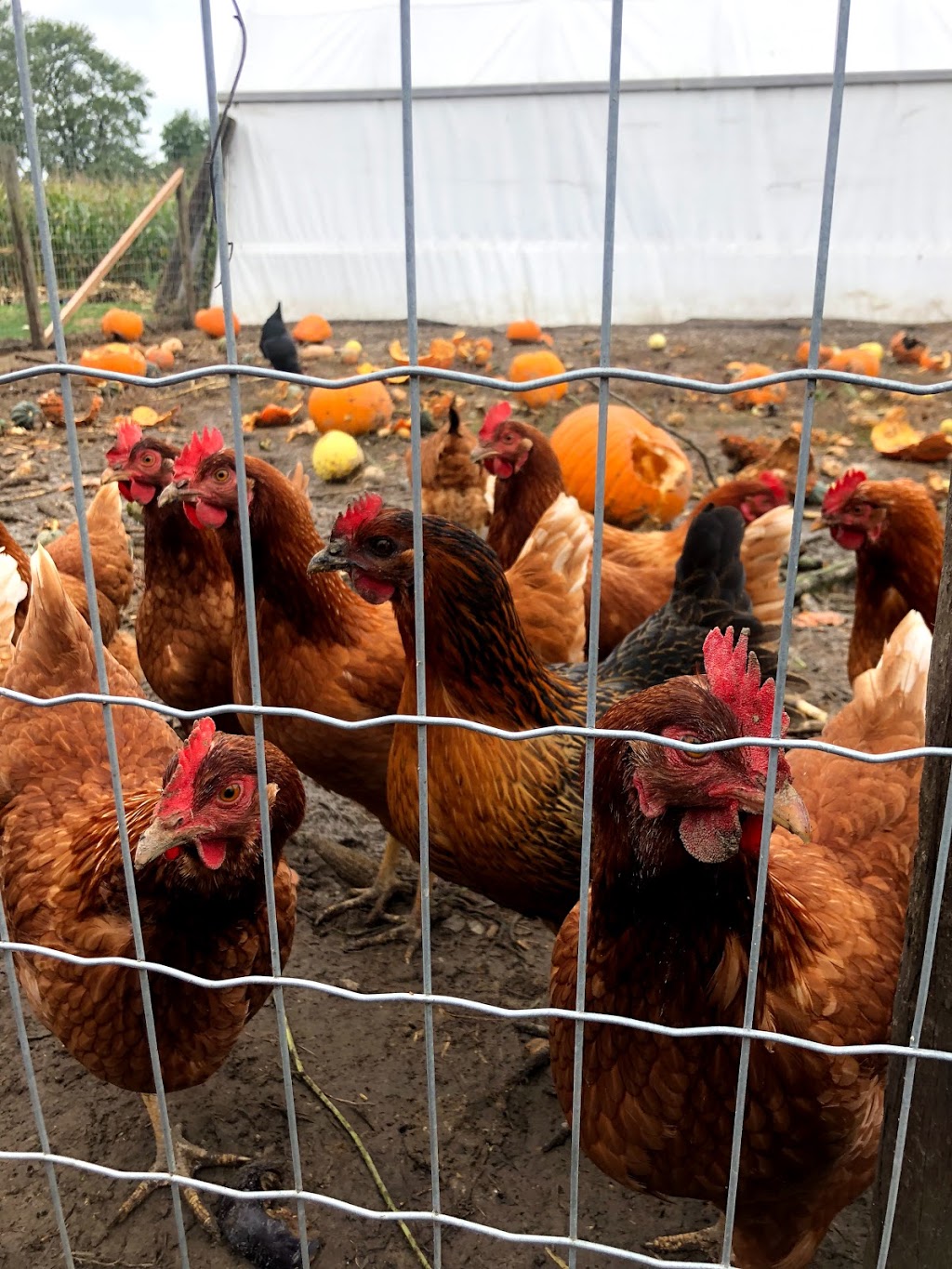 Maillouxs Farm Fresh | 500 Alma St, Amherstburg, ON N9V 2Y9, Canada | Phone: (519) 819-6192
