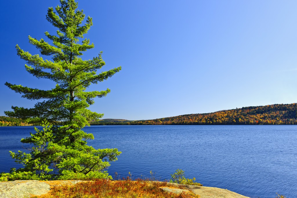 Re/Max All-Stars Realty Inc, Dwight, Muskoka | 2827 ON-60 Unit 1, Dwight, ON P0A 1H0, Canada | Phone: (705) 788-4930