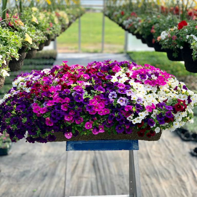 Arnolds Greenhouses | 9774 Winston Churchill Blvd, Norval, ON L0P 1K0, Canada | Phone: (905) 455-8382