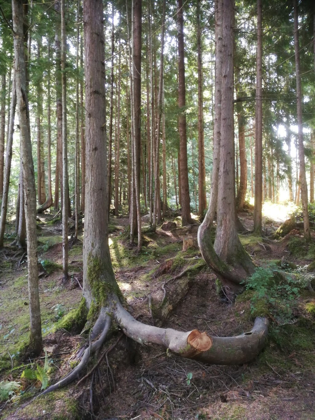 Bayside Campground & RV Park | 6040 Sechelt Inlet Rd, Sechelt, BC V0N 3A3, Canada | Phone: (604) 885-7444