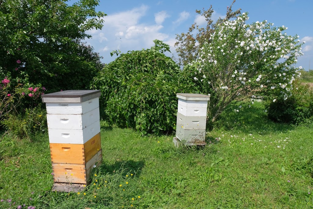 B-Ys Honey Farm | 996 Concession 6 Rd, Niagara-on-the-Lake, ON L0S 1J0, Canada | Phone: (905) 984-4408