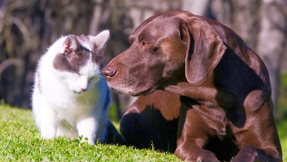 Woodbine Animal Clinic | 1905 Danforth Ave, Toronto, ON M4C 1J5, Canada | Phone: (416) 699-1175