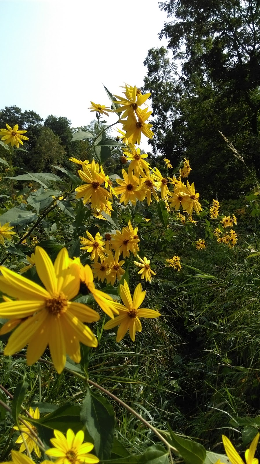 Cazenovia Creek Wildlife Management Area | West Seneca, NY 14224, USA